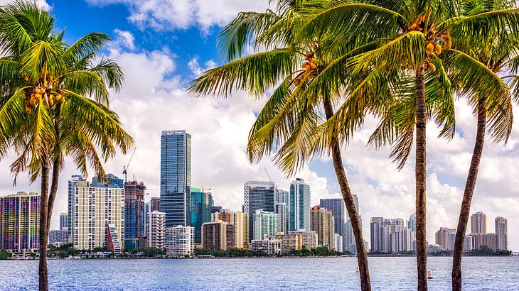 Palm trees in front of a body of water with buildings and skyscrapers in the distance