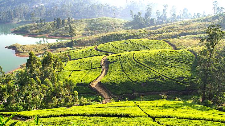 Tea Plantations, Nuwara Eliya, Sri Lanka