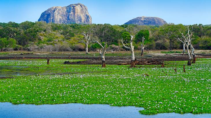 Landscape, Yala National Park