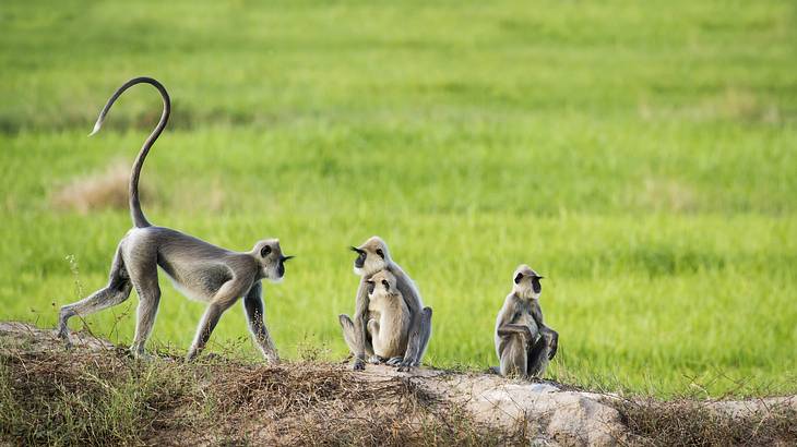 Tufted Gray Langur, Arugam Bay