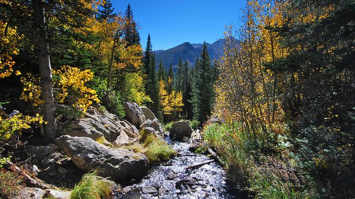 A rocky stream surrounded by trees and grass with mountains in the distance