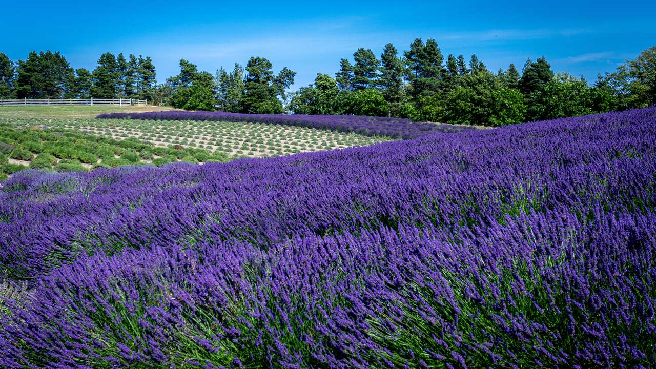 Fields of lavender next to green trees and a blue sky