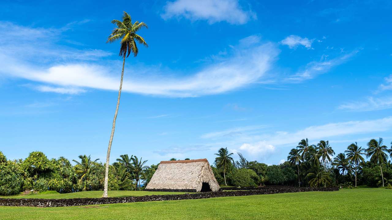 A hut on a green field next to a coconut tree, with trees behind in Maui, Hawaii, USA