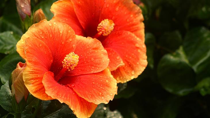 Two red and yellow Chinese hibiscus flowers