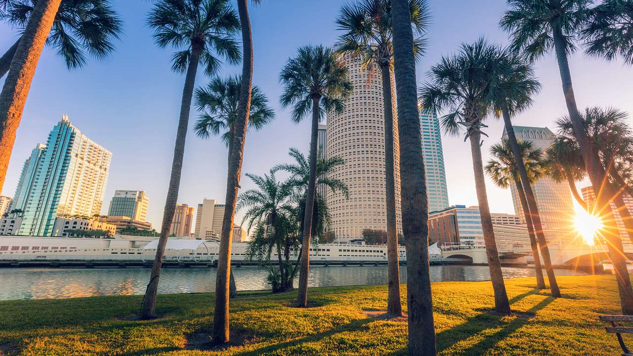 Many palm trees lining a body of water with buildings in the distance