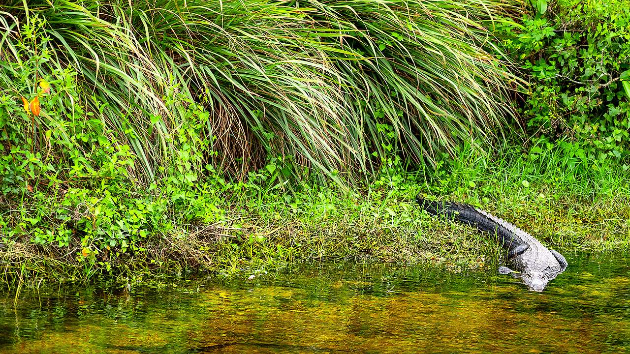 The best time to visit Everglades National Park is in January