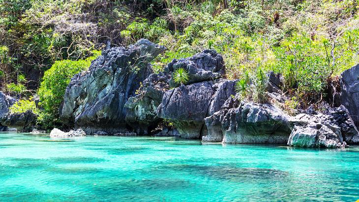 Crystal-clear blue water, rocks and trees on rocks in Palawan, Philippines