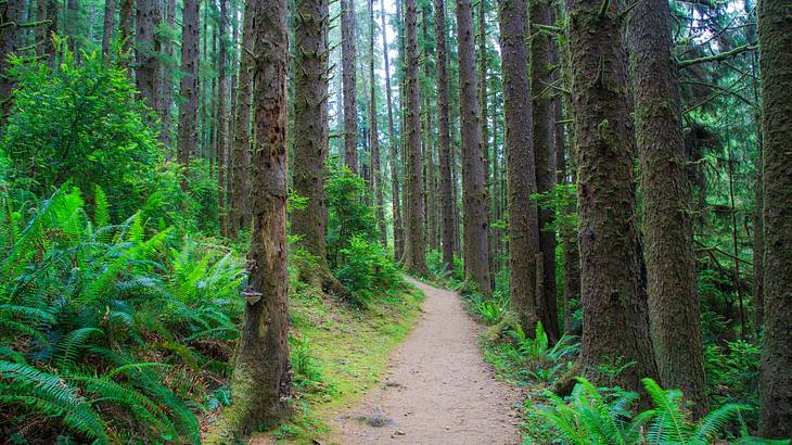 A walking path through a forest of tall trees