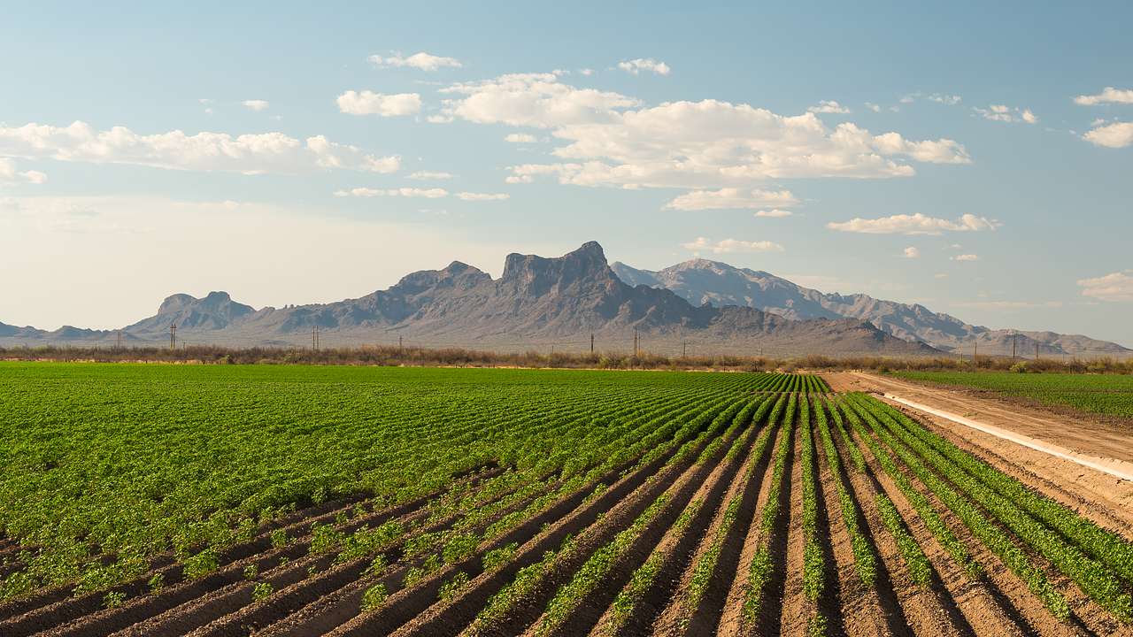 A tilling field with mountain ranges in the background on a sunny day