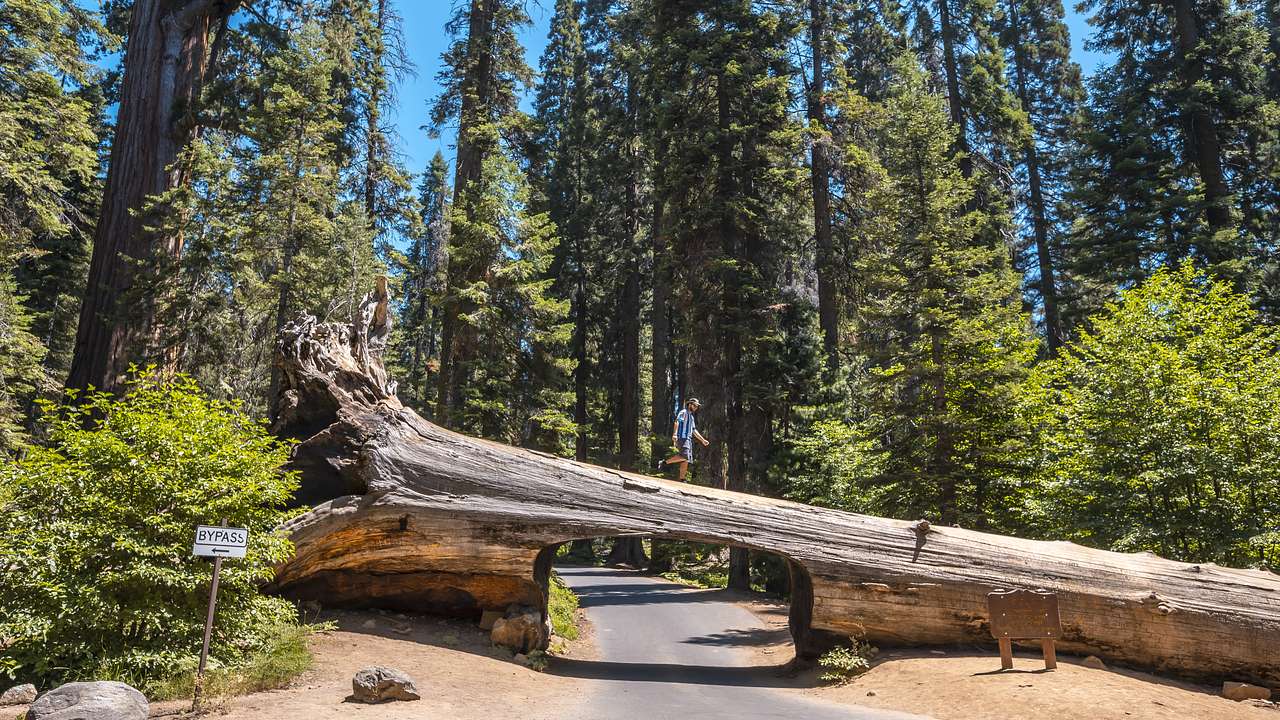 A fallen large log carved in the middle across a road surrounded by green trees