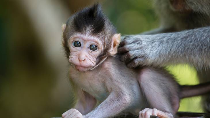 Baby Monkey, Sacred Monkey Forest Sanctuary, Ubud, Bali, Indonesia