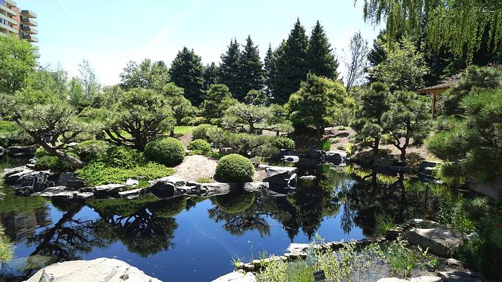 A pond with lots of greenery and trees surrounding it