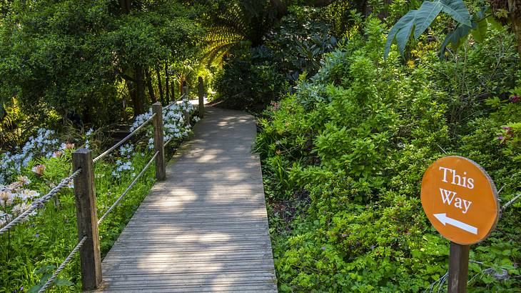 A wooden walkway with a fence, surrounded by colourful flowers and greenery