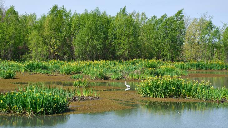 A white egret in the center of a lagoon surrounded by greenery with yellow flowers