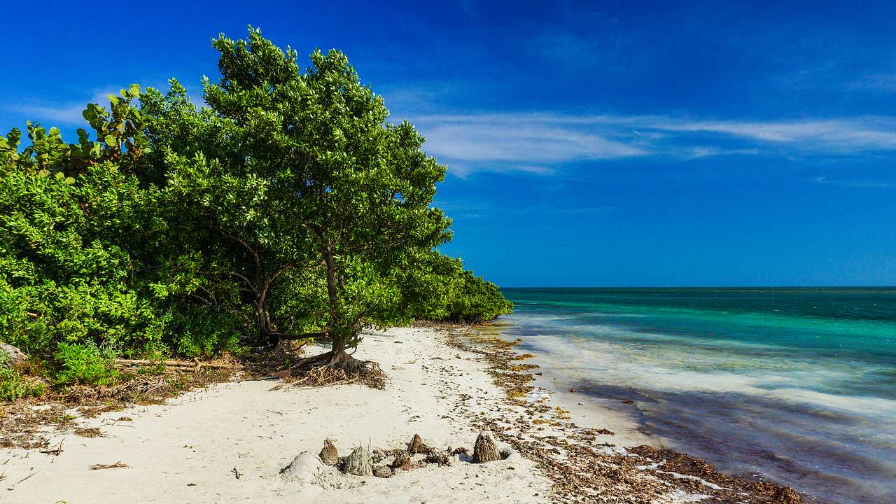 A sandy beach next to green trees and the blue ocean under a blue sky