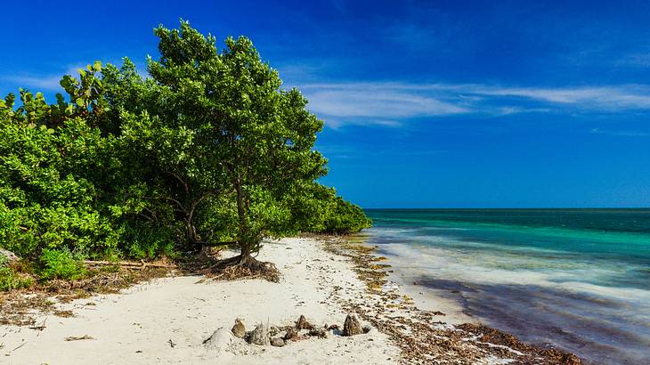 A sandy beach next to green trees and the blue ocean under a blue sky