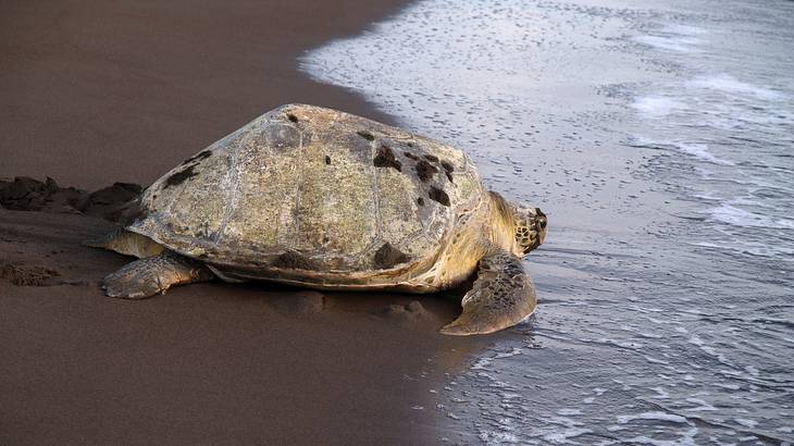 Sea Turtle, Tortuguero National Park