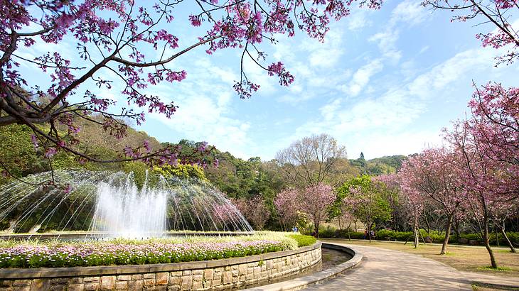 Grassy mountain peaks of Yangmingshan National Park in Taipei with cherry trees below