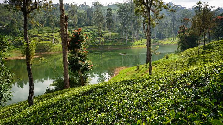 Tea Plantations, Nuwara Eliya, Sri Lanka