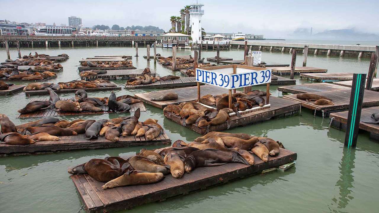 Sea lions at Pier 39, a must on any 2 day San Francisco itinerary