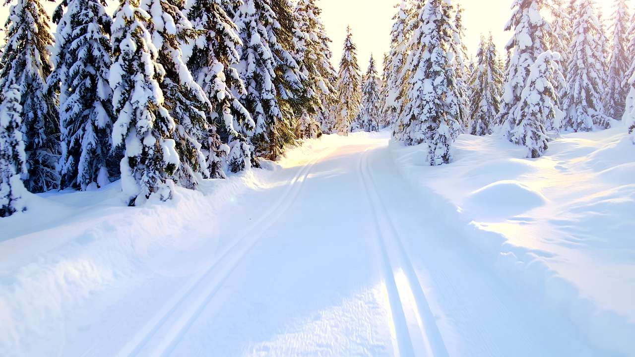 Ski tracks on a snow-covered lane among snowcapped trees
