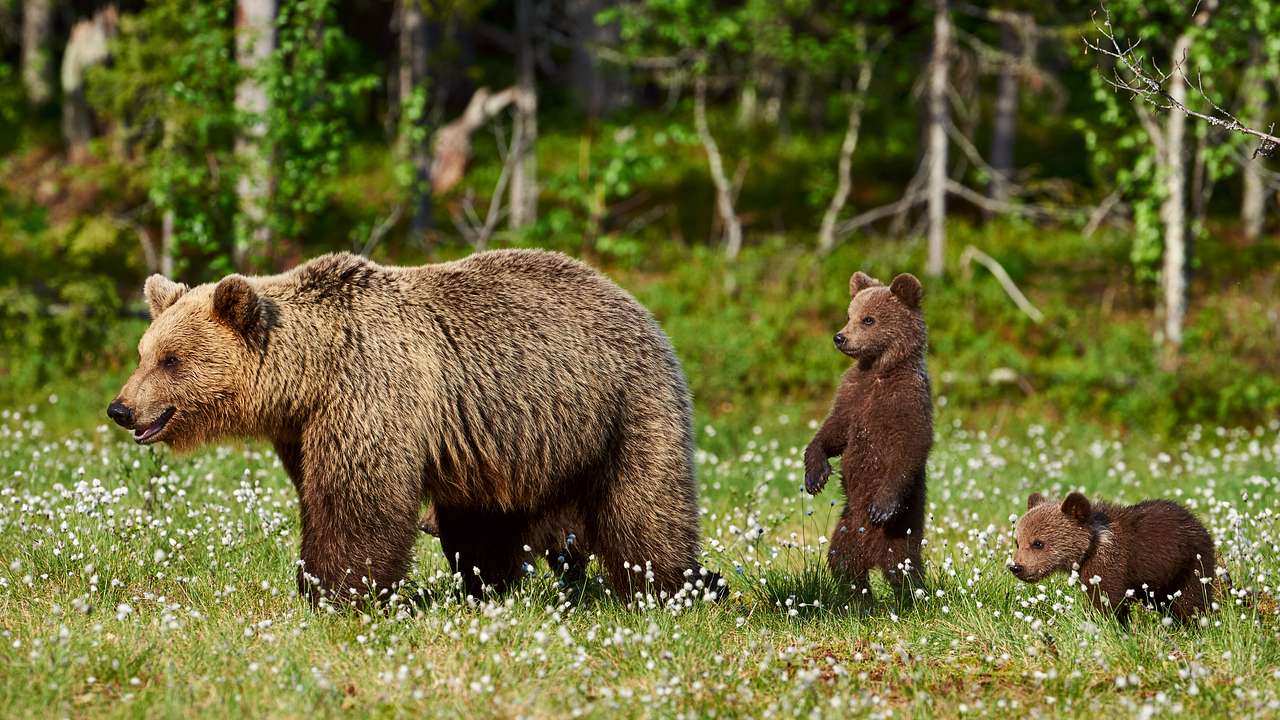 A brown bear with her two cubs trailing behind amongst greenery