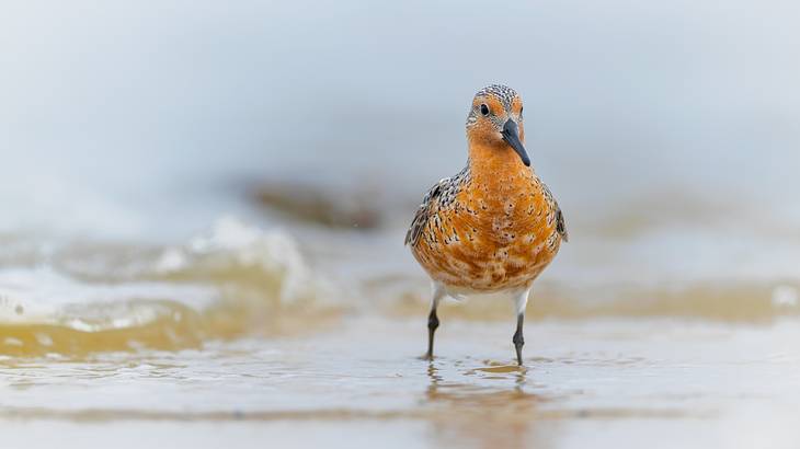 A close up of an orange, white, and black bird standing in a small wave on a beach