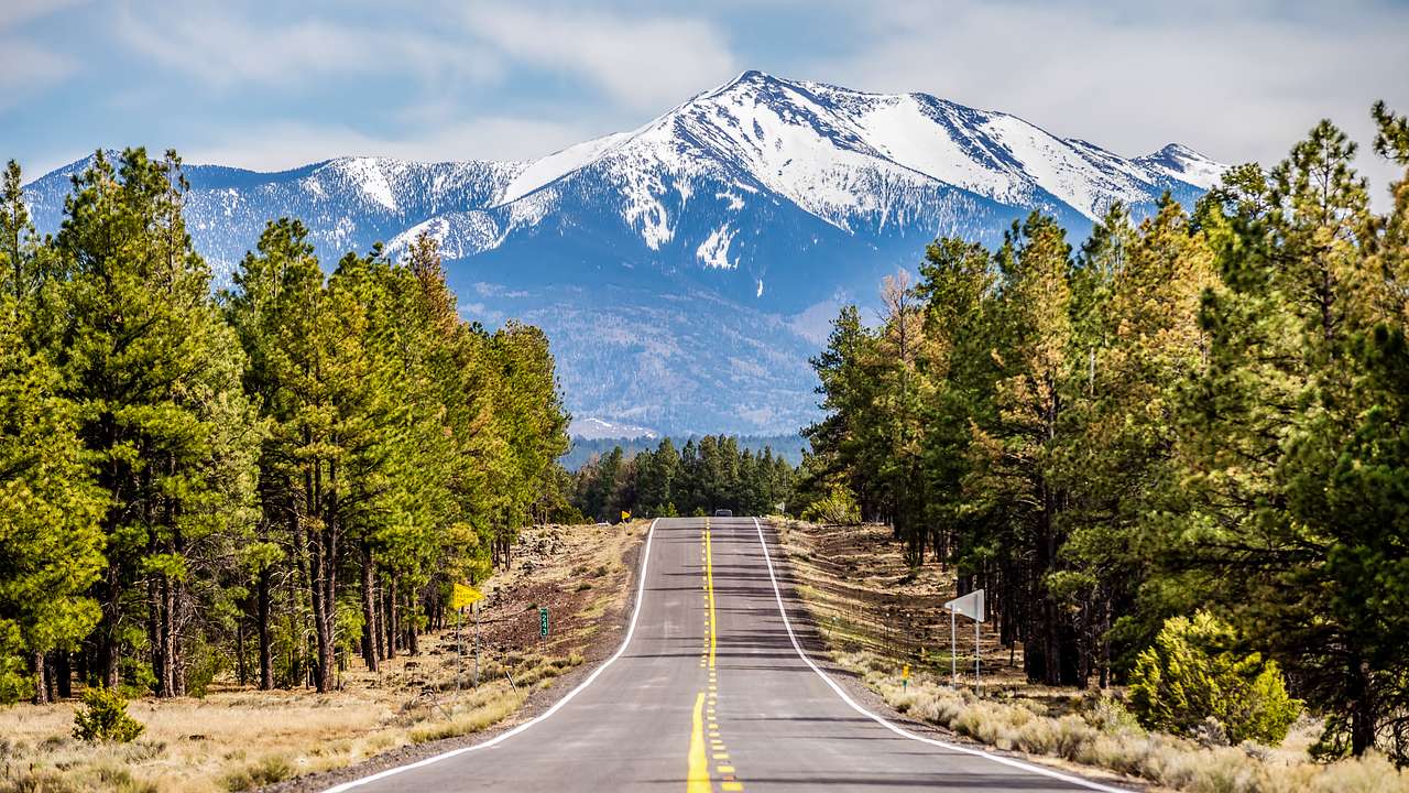 A road with pine trees on either side leading to the foot of a snow-capped mountain