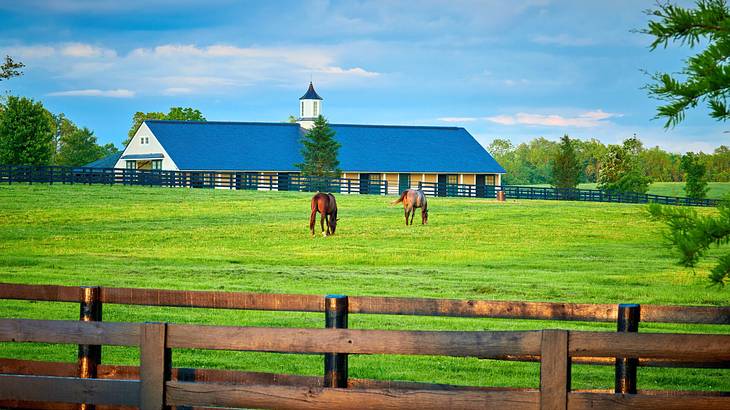 A barn and trees in the back of horses grazing in a field enclosed in a wooden fence