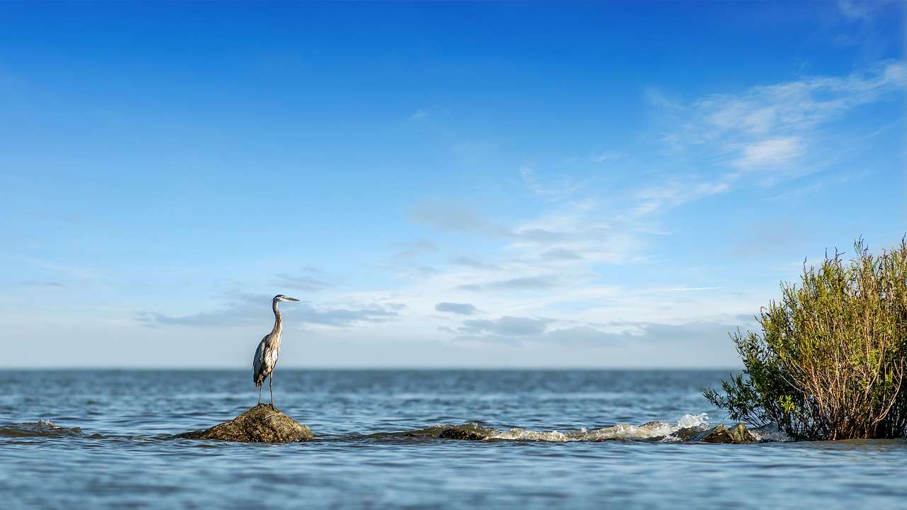 An egret sitting on a stone surrounded by water under a blue sky