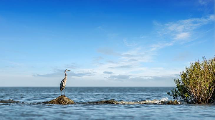 An egret sitting on a stone surrounded by water under a blue sky