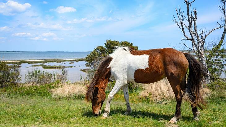 A brown and white horse grazing on the grass next to the water