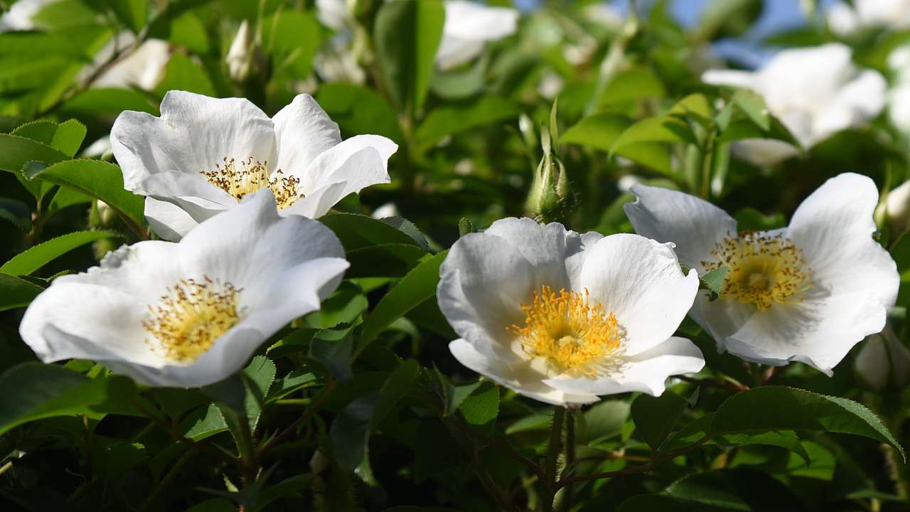The flowers of a plant with white petals and yellow stamens