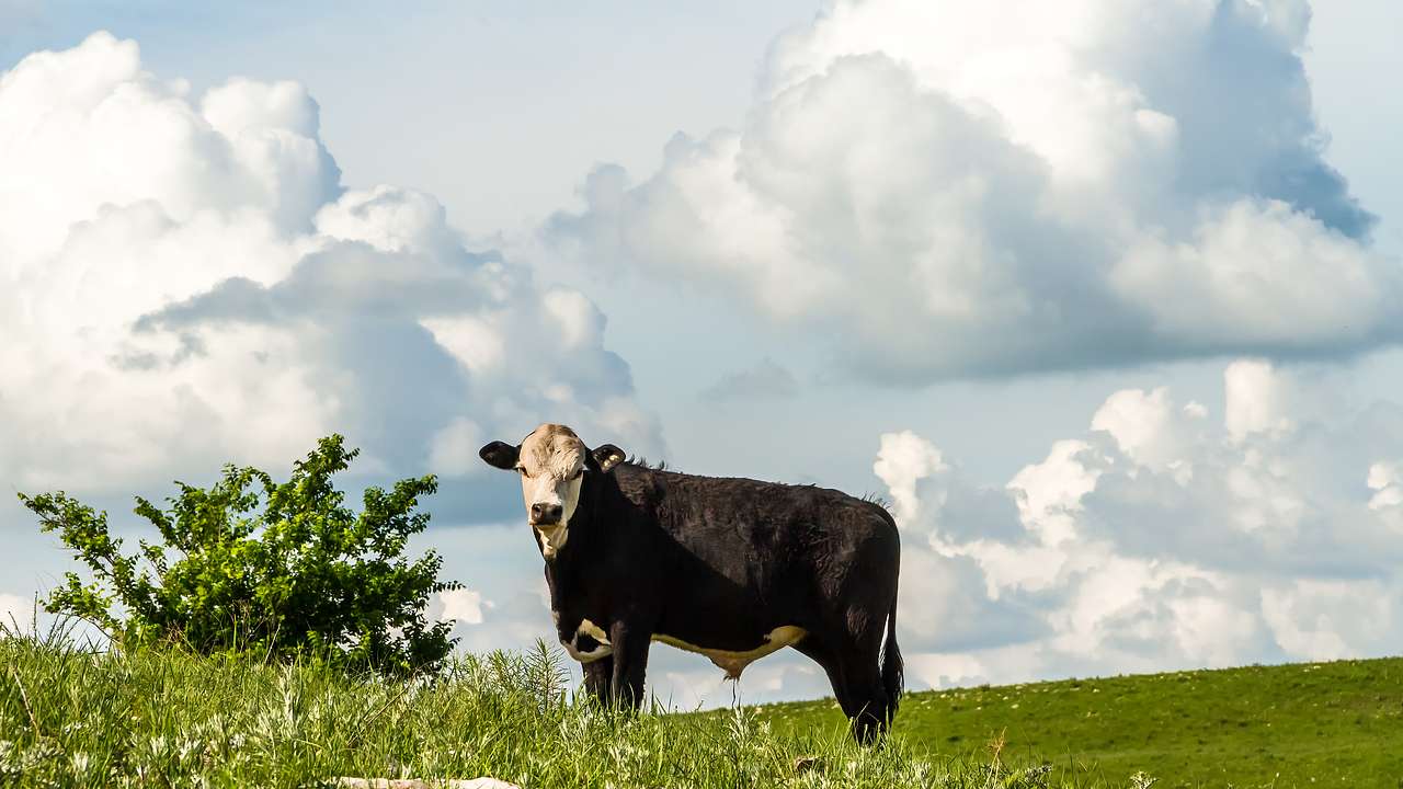 A cow on a grassy hillside on a sunny day