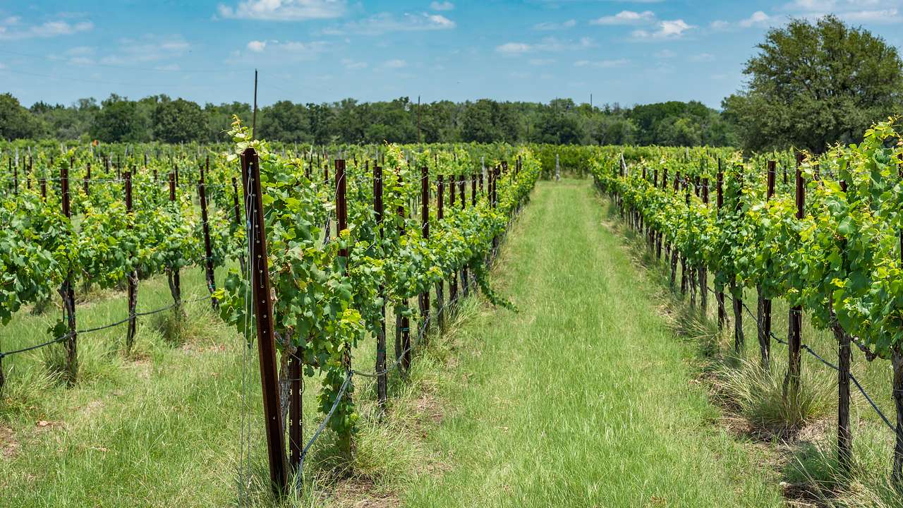 Rows of grape vines in a field with trees in the distance and a blue sky