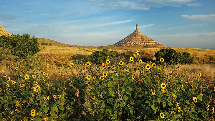 A sandstone rock formation in the background of blooming sunflowers on a valley