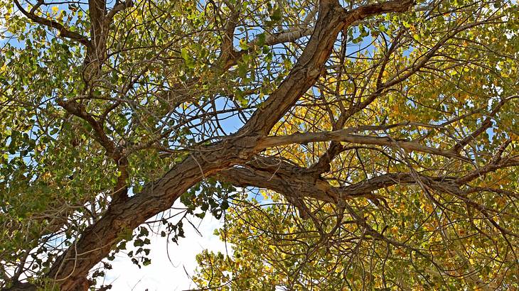 Long tree branches with golden leaves in front of a blue sky
