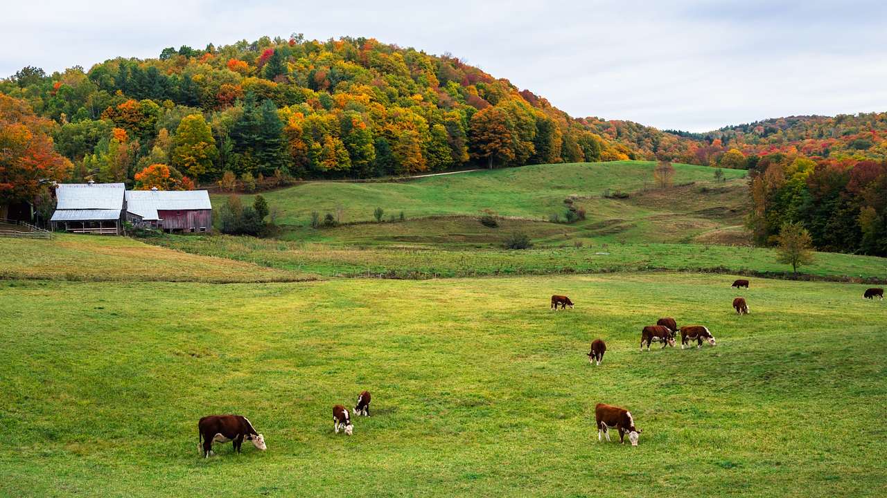 A green field with cows grazing next to small barns and autumn trees
