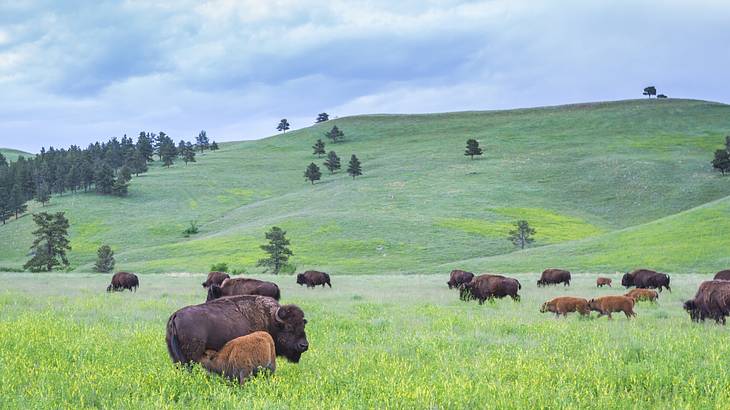A field with buffalo grazing on grass-covered hill with trees scattered on it