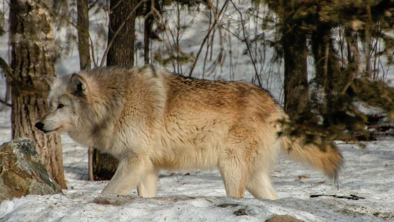 A white and grey wolf wandering through a snowy area with trees