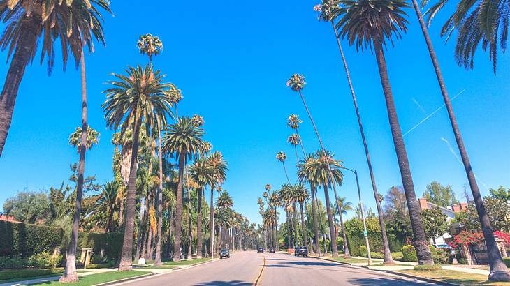 A palm tree-lined street with a clear blue sky