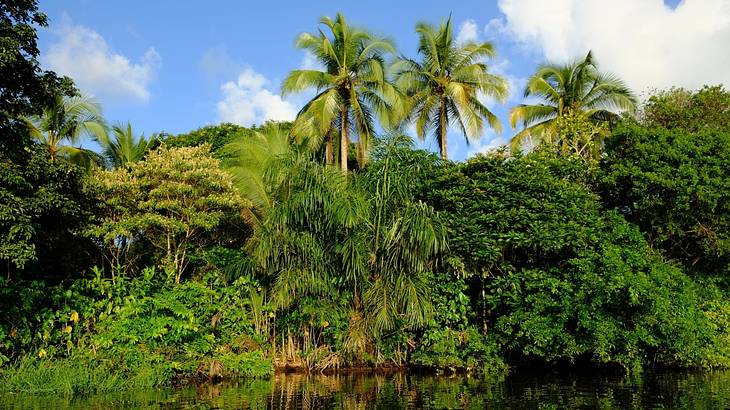 A pond with greenery and palm trees behind it