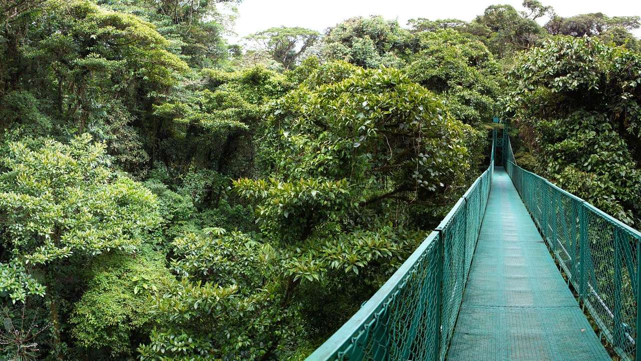A green bridge going through a green rainforest canopy