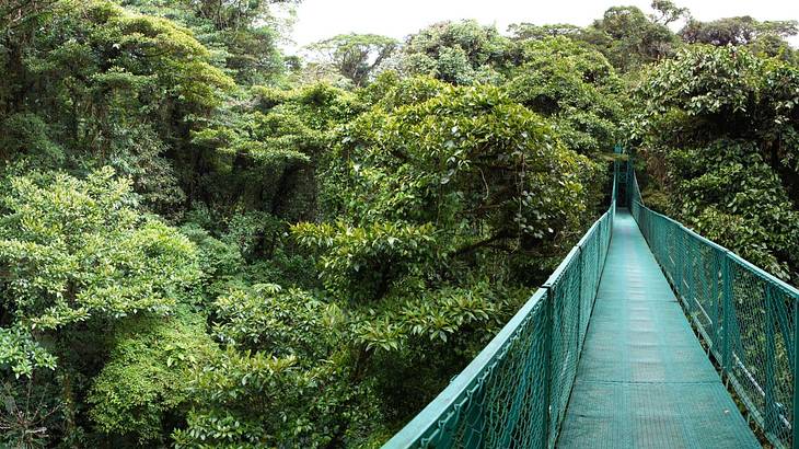 A green bridge going through a green rainforest canopy