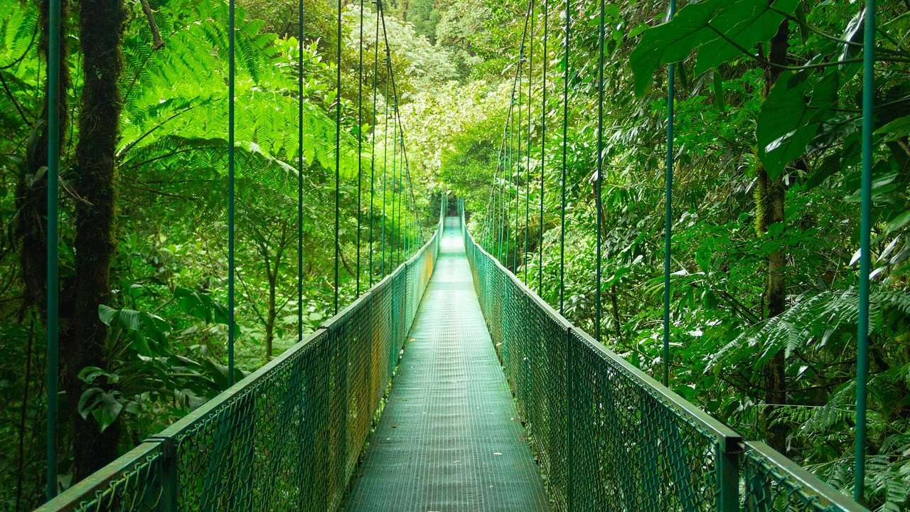 A green bridge going through lush green trees in Monteverde Cloud Forest
