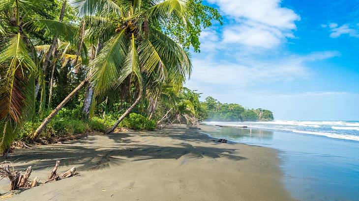 A sandy beach with blue ocean to one side and palm trees on the other