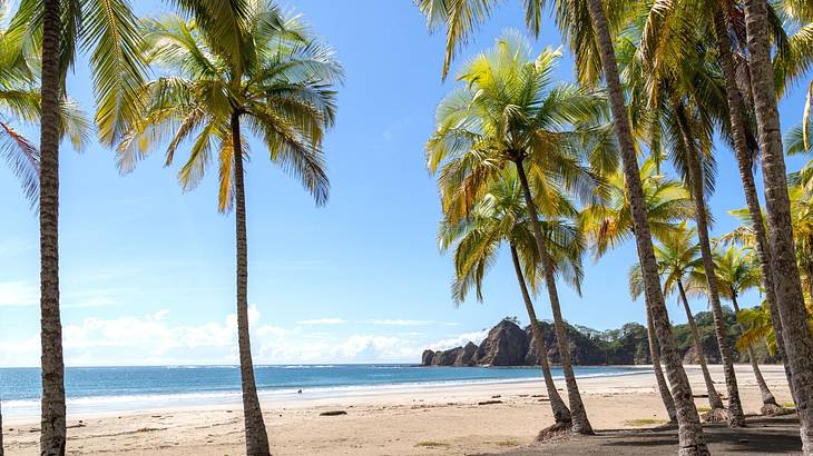Samara Beach with a sandy shore and palm trees under a blue sky