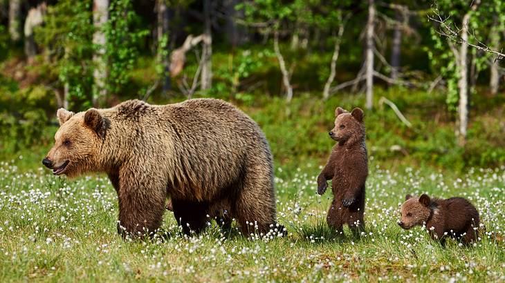 A brown bear with her two cubs trailing behind