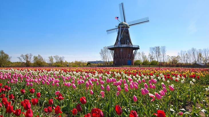 Rows of tulips in different colors on a field and a wooden windmill on a clear day