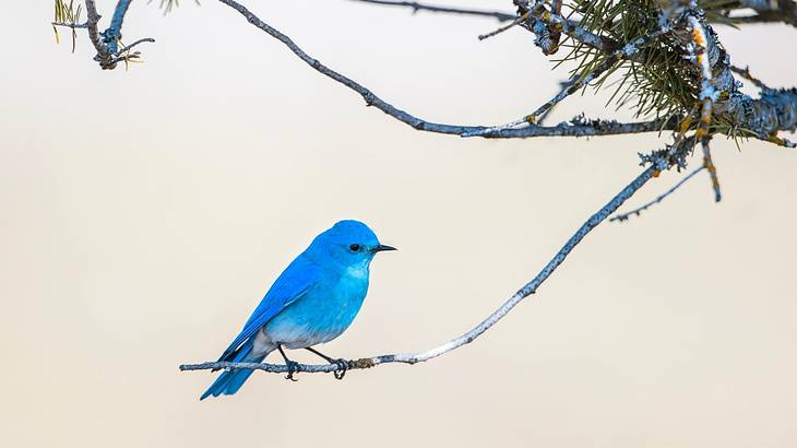 A male mountain bluebird on a twig